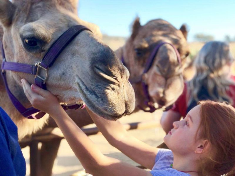 Girl petting a camel at Oasis Camel Dairy petting zoo