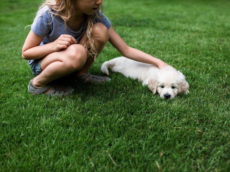 Girl Playing With Golden Retriever Puppy