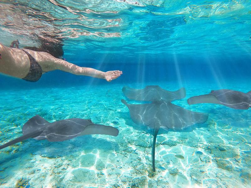 Girl snorkeling with manta ray