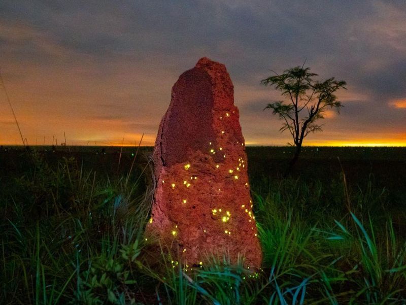 Glowing termite mounds in Emas National Park, Brazil