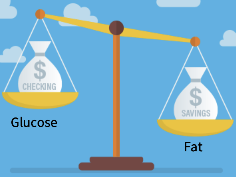 Glucose vs. fat