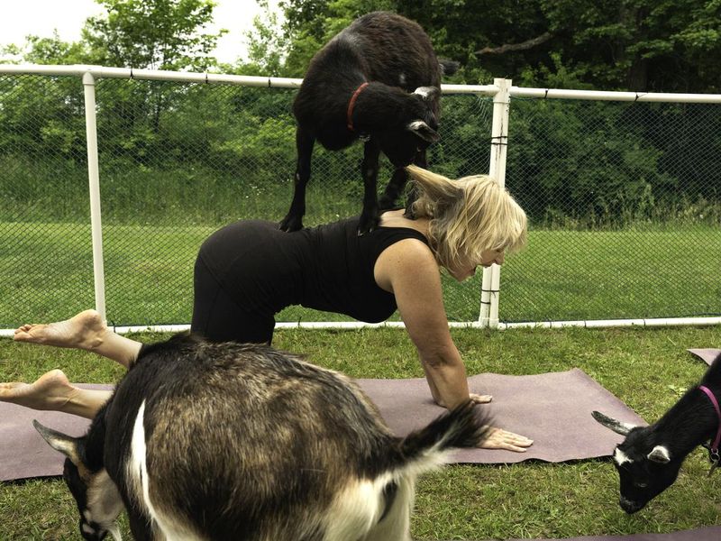 Goat chews woman's hair during yoga