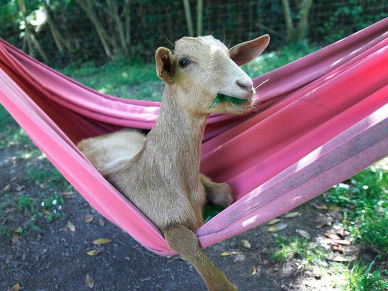 goat in hammock