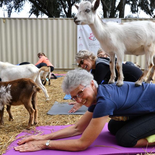 The Goat Yoga Trend Everyone’s Obsessed With