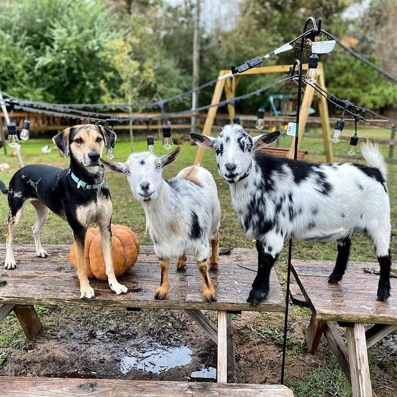 Goats and dog