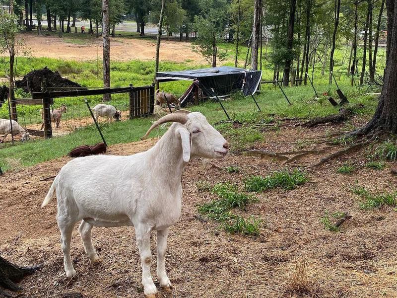 Goats at Fair Harbor RV Park & Campground