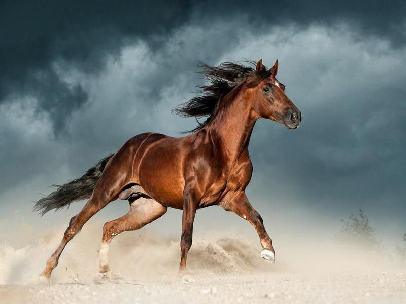 Golden brown andalusian horse runs free in the desert