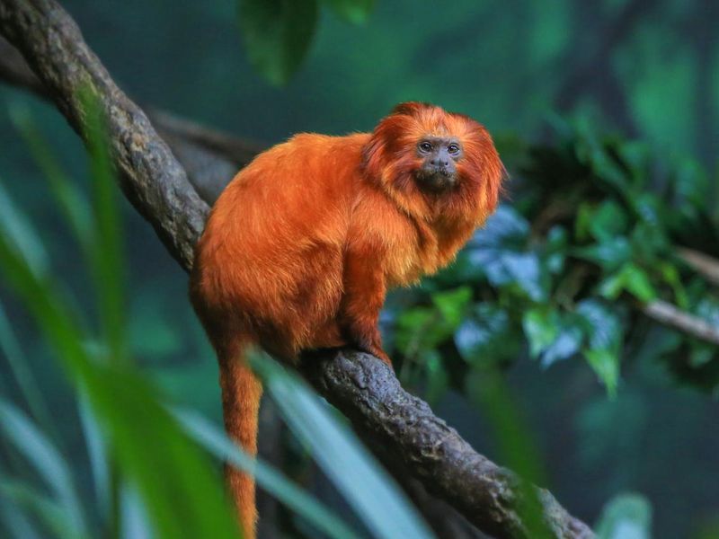 30 Most Unusual Rainforest Animals | Always Pets