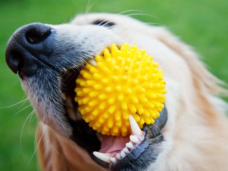 Golden retriever chewing on a ball