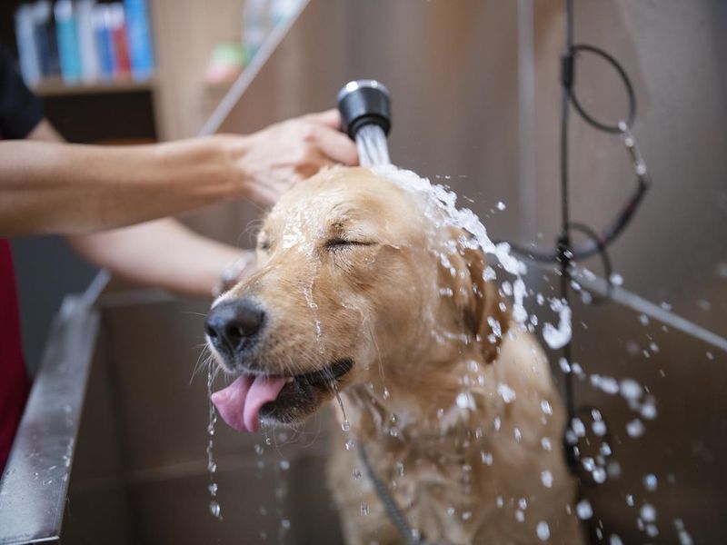 Golden retriever dog getting a shower in a grooming salon