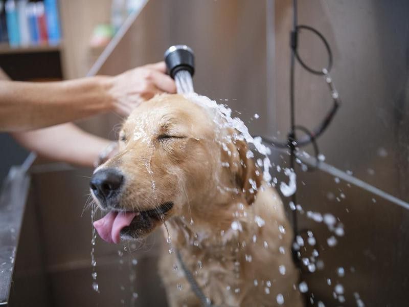 Golden Retriever Dog In A Grooming Salon