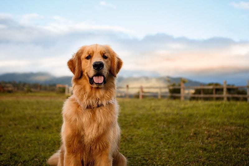 Golden Retriever dog sitting