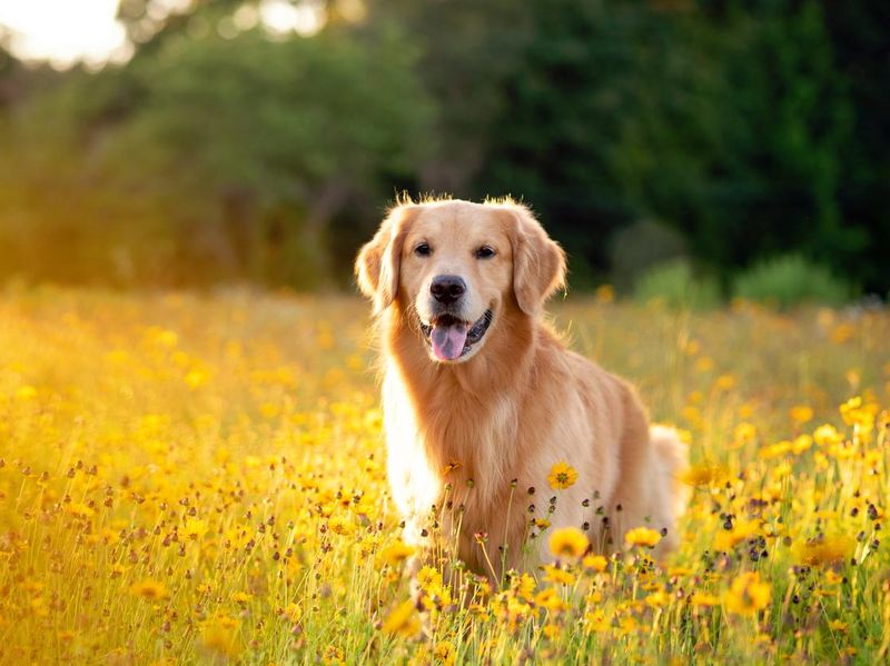 Golden Retriever in the field with yellow flowers