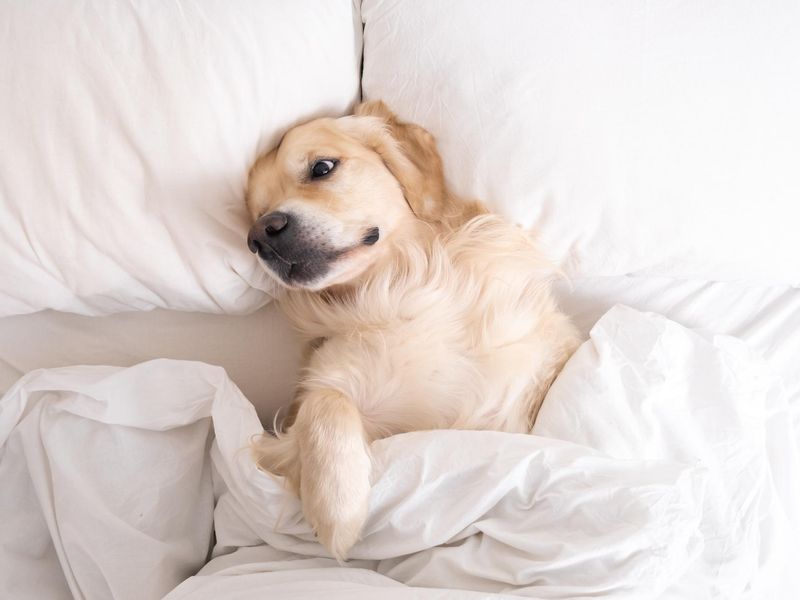 Golden Retriever lies and rests in a cozy bed.