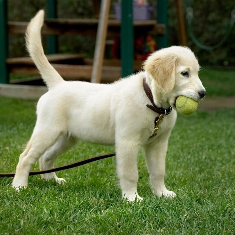 Golden retriever puppy on a leash
