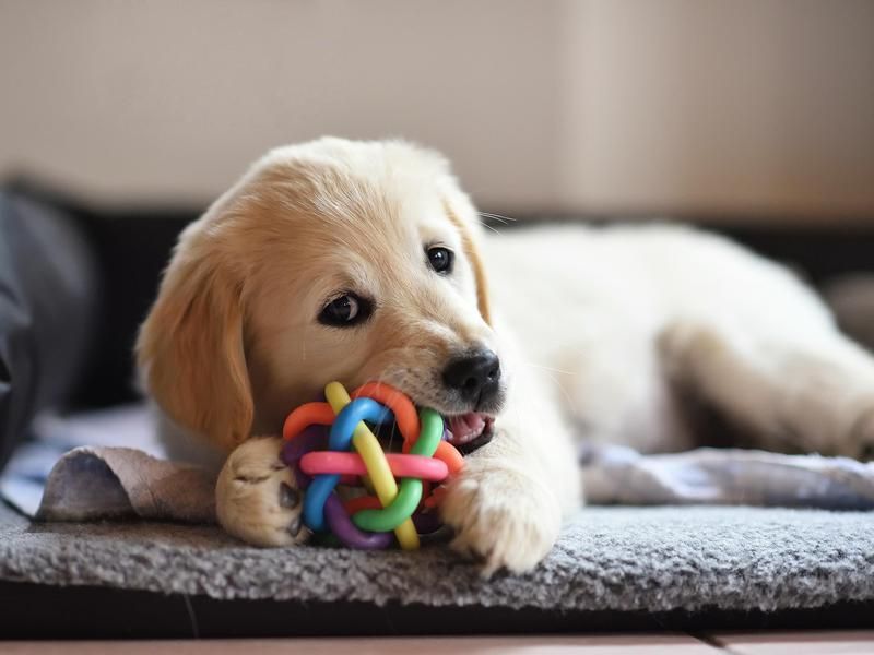 Golden retriever puppy playing with a ball