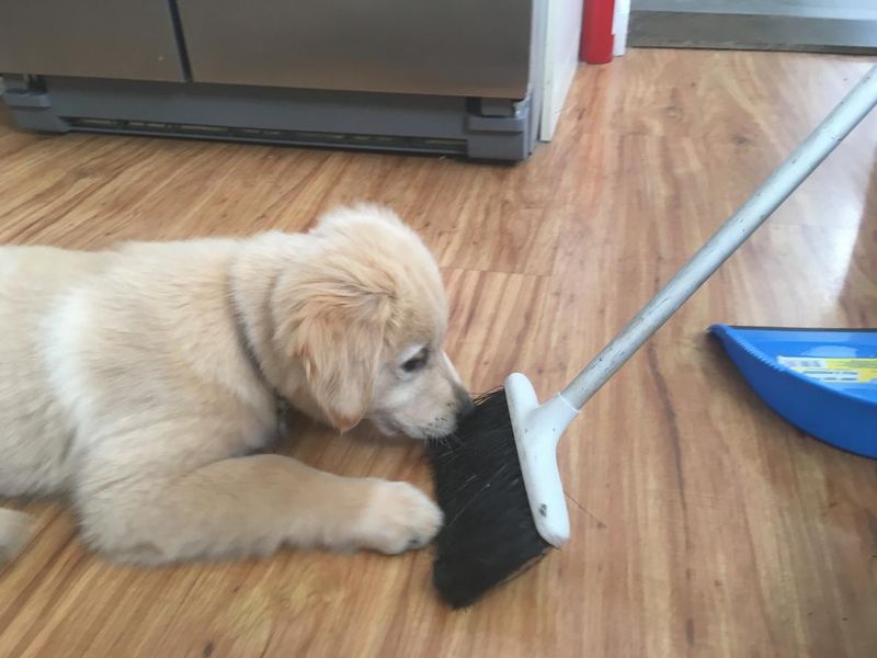 Golden retriever puppy with broom