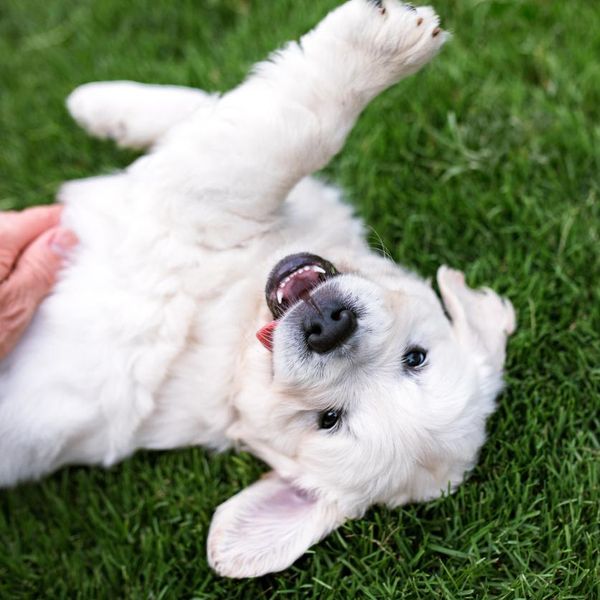 How to Teach a Puppy Not to Bite in 15 Common Situations