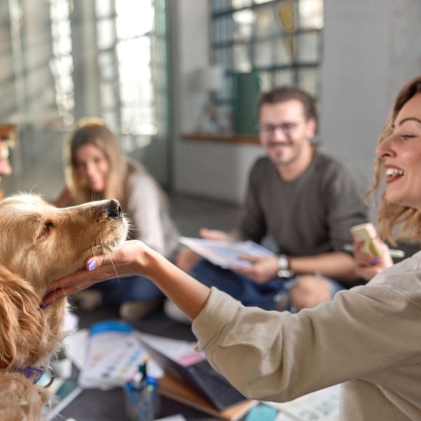 Some Employers Are Allowing Dogs at the Office, and We're Here for It