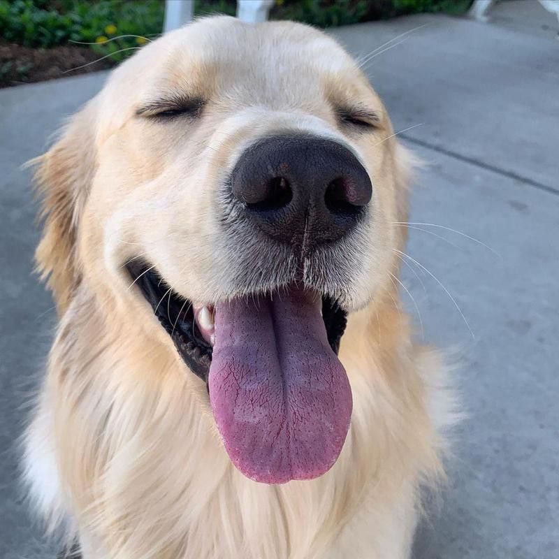 Golden retriever with its tongue out