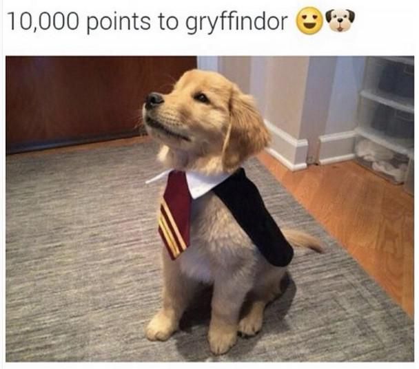 Golden Retrievers Are All Gryffindors. Change My Mind