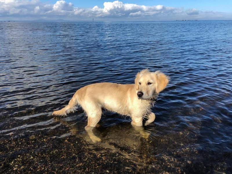 Golden retrievers are great at swimming