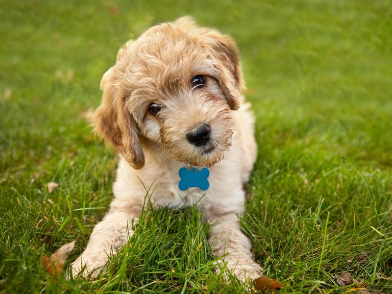 Goldendoddle Puppy Laying in Grass