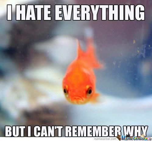 Goldfish memes