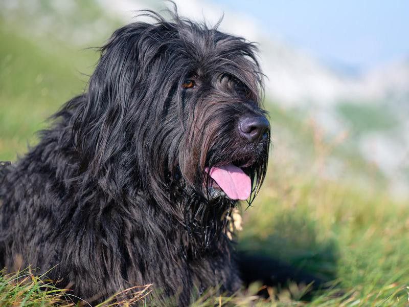 Goofiest Dog Breeds: Bergamasco Shepherd