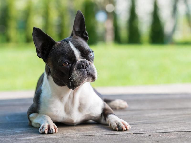 Goofiest Dog Breeds: Boston Terrier