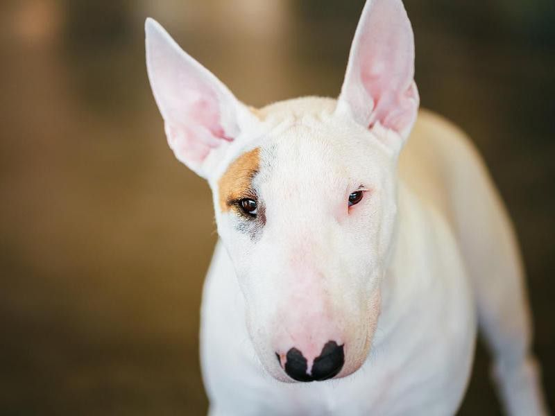 Goofiest Dog Breeds: Bull Terrier
