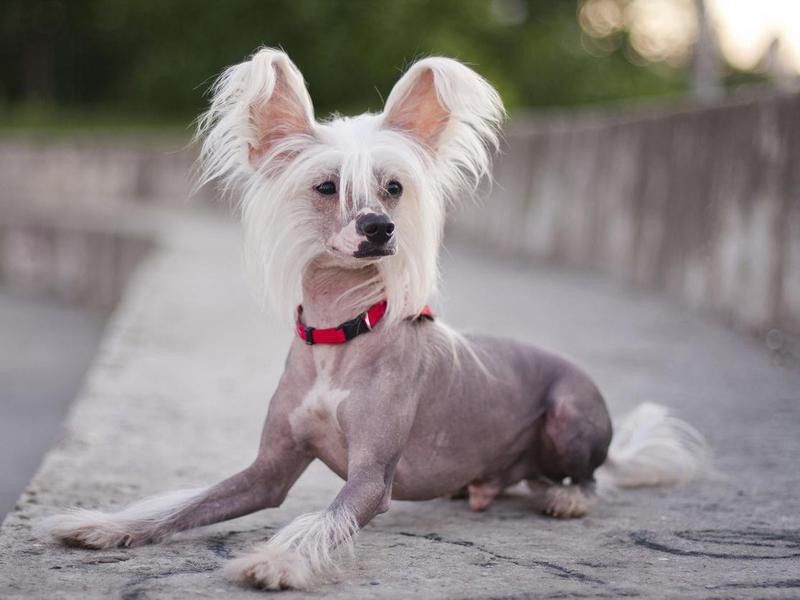 Goofiest Dog Breeds: Chinese Crested