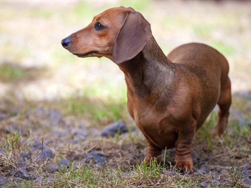 Goofiest Dog Breeds: Dachshund