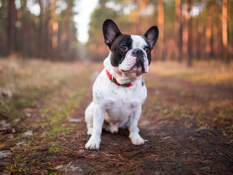 Goofiest Dog Breeds: French Bulldog