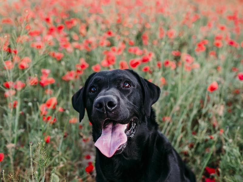 Goofiest Dog Breeds: Labrador Retriever