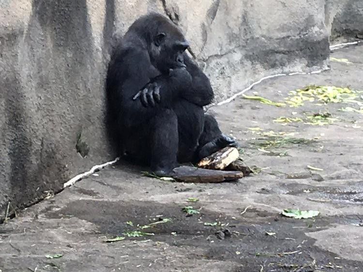 Gorilla at Pittsburgh Zoo