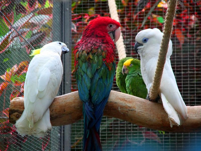 Gossiping parrots in captivity