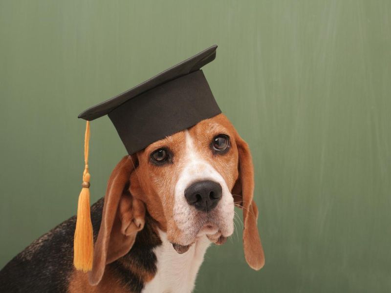 Graduated Dog