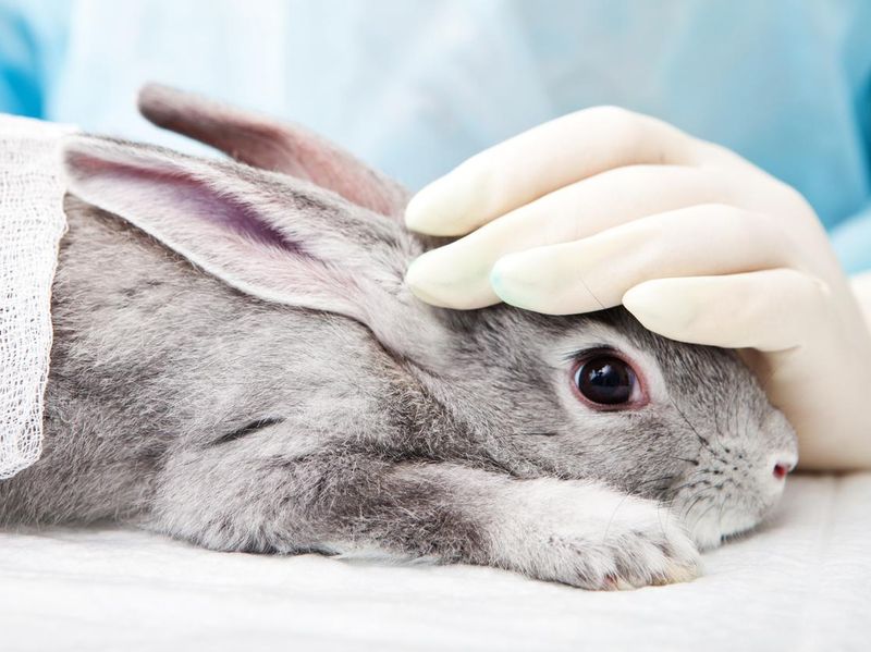 Gray rabbit undergoing treatment at a veterinary laboratory