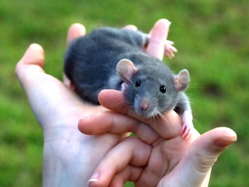 Gray rat playing in boy's hands