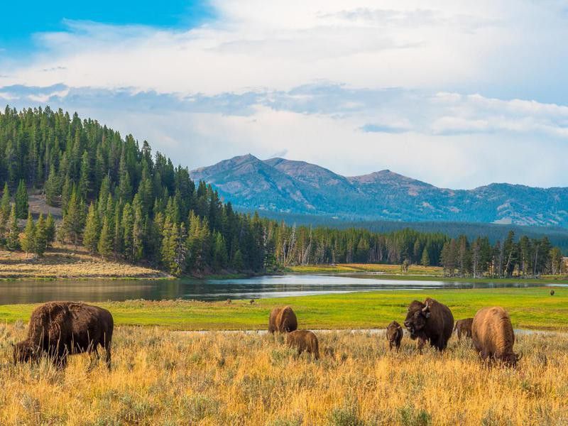 Grazing bison at Yellowstone National Park