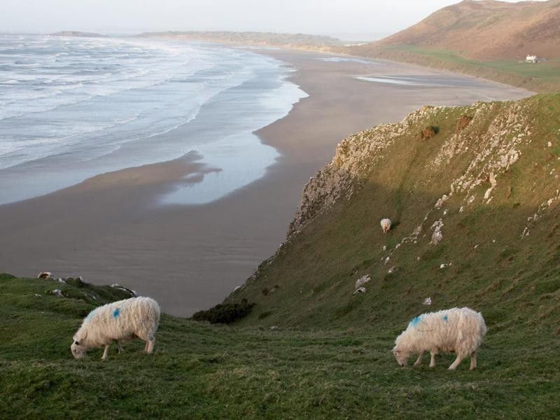Grazing sheep Rhossili Bay in Wales