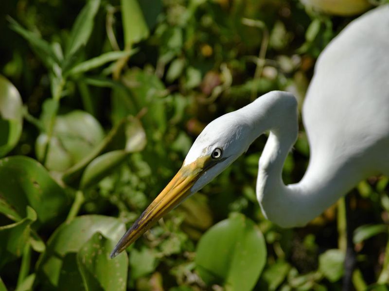 Great Egret in Lettuce Lake Park