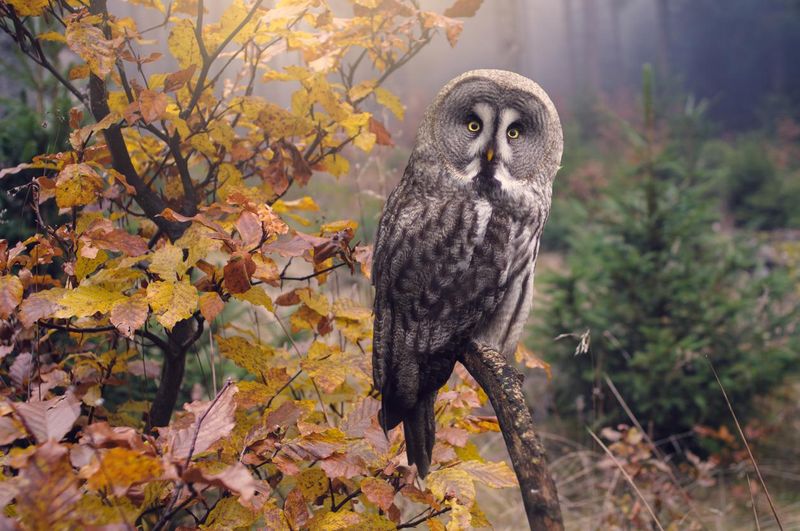 Great gray owl in forest