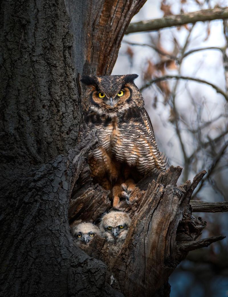 Great horned owl with two owlets