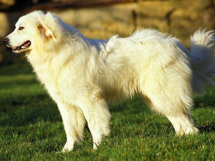Great pyrenees among the tallest dog breeds