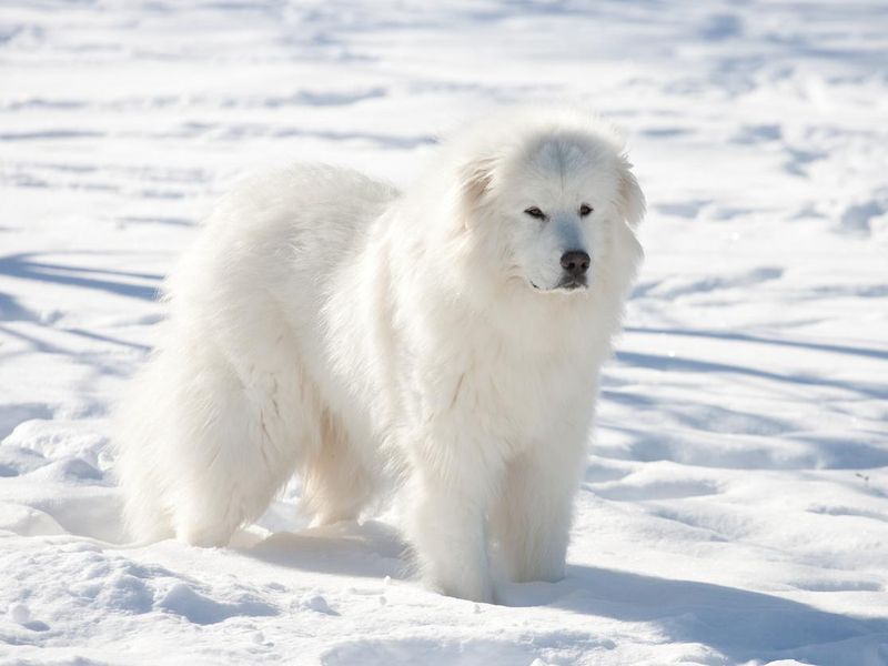 Great Pyrenees, least obedient dog breed
