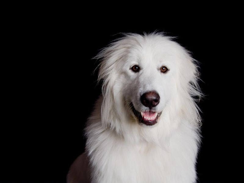 Great Pyrenees on black background