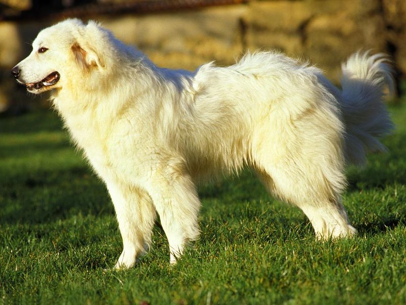 Great Pyrenees standing on grass
