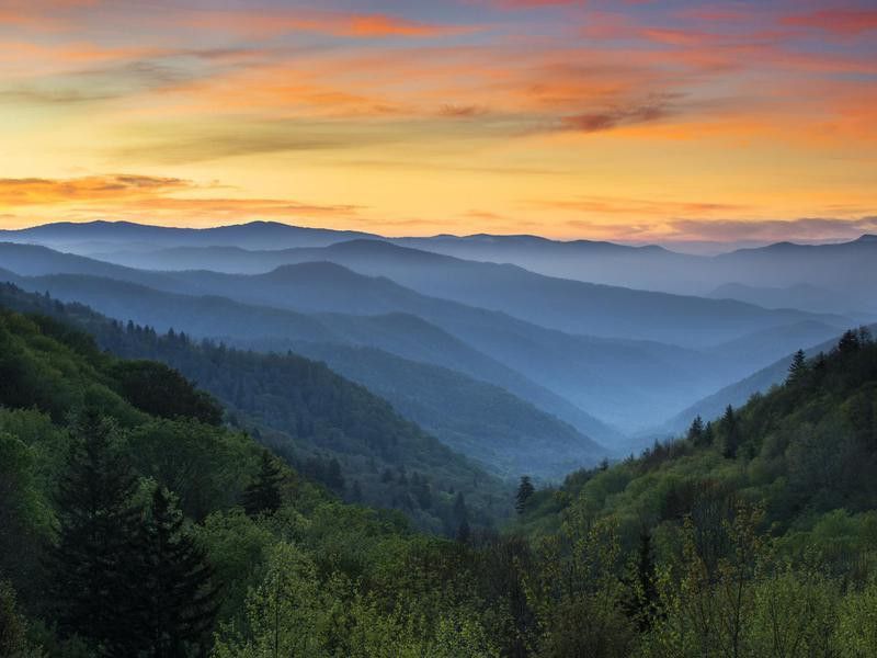 Great Smoky Mountains forest